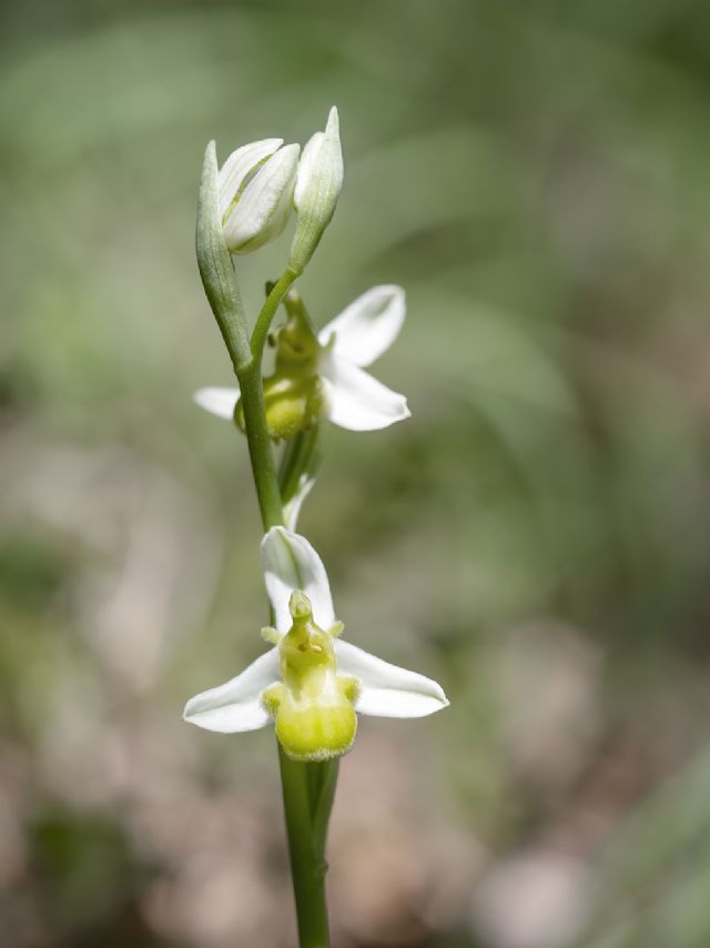 Ophrys apifera var. chlorantha (apocromia di O. apifera)